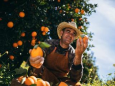 Nutrição do Solo para Cultivo de Frutíferas: conheça o curso gratuito do Senar totalmente online