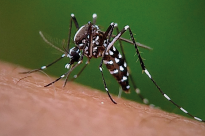 PRODUTOR RURAL, DENGUE É COISA SÉRIA!
